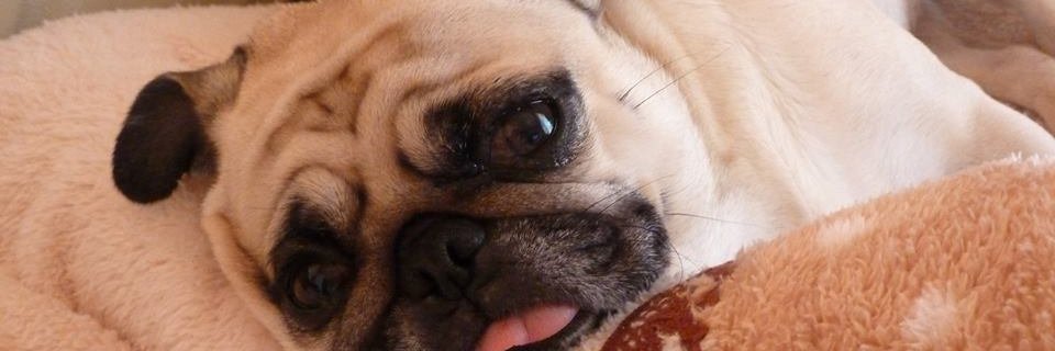 norio_pug's profile banner image