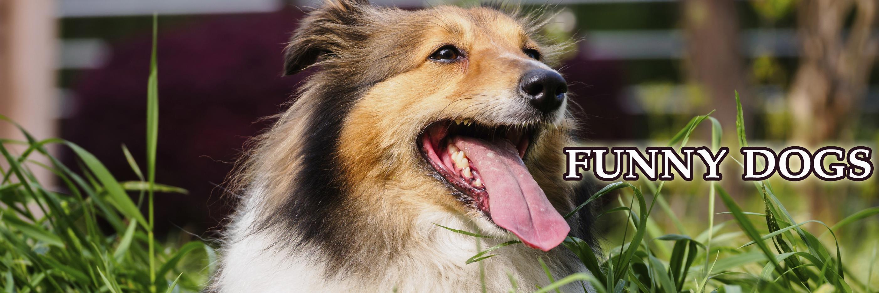 funnydog123's profile banner image