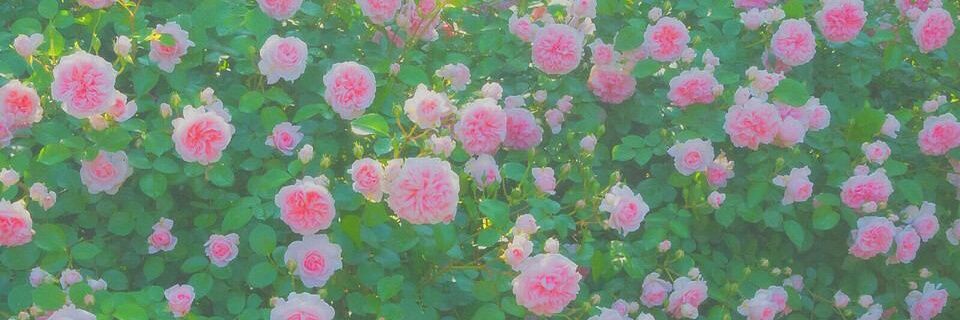 cmasu08221's profile banner image