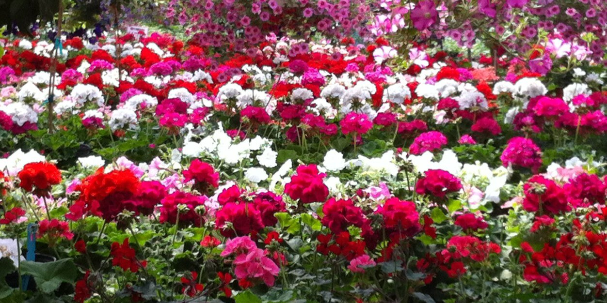 Katherine Earle banner