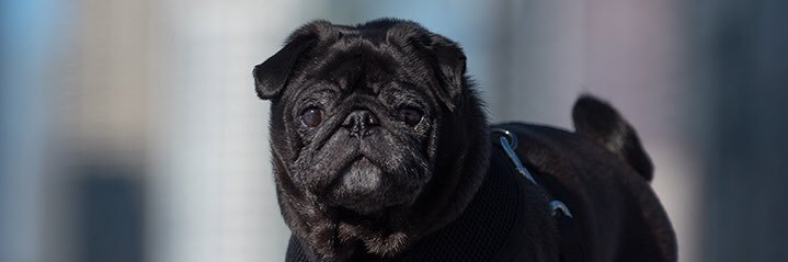 KirbyPug's profile banner image