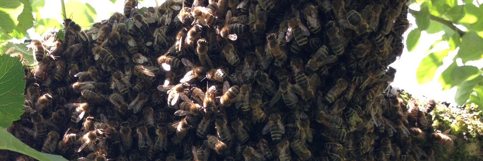 AngryHoneyBee1's profile banner image