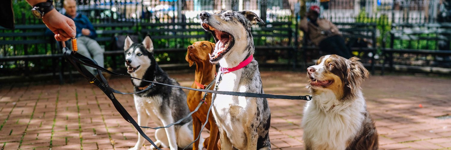 dognicheinsta's profile banner image