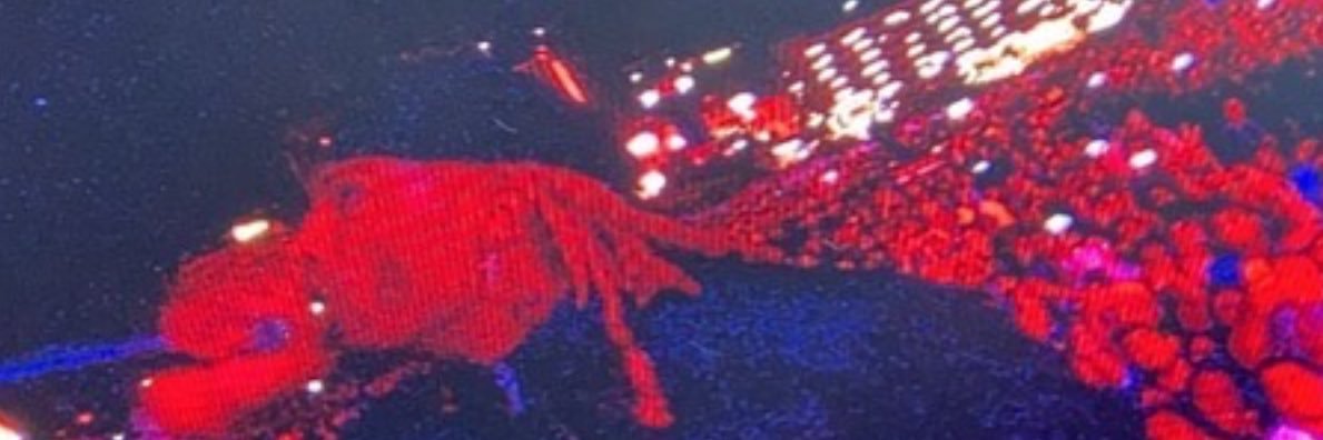 4lexsupreme's profile banner image