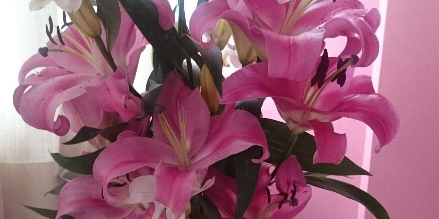 MeliSmiiles's profile banner image