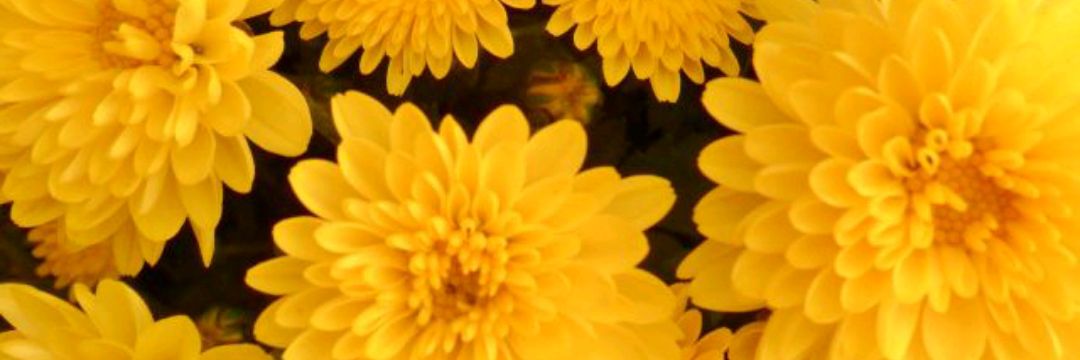 dreabea_'s profile banner image