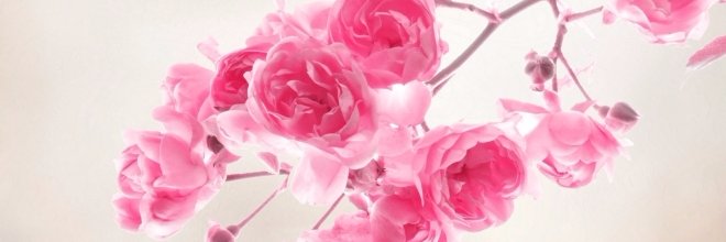 MaryAnneMaio's profile banner image