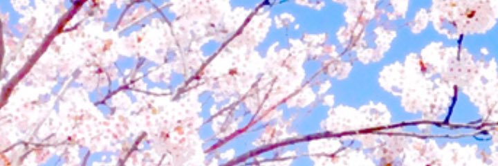 choco_t237's profile banner image