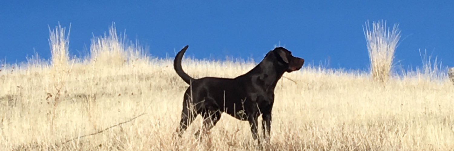 Jacob Travis banner