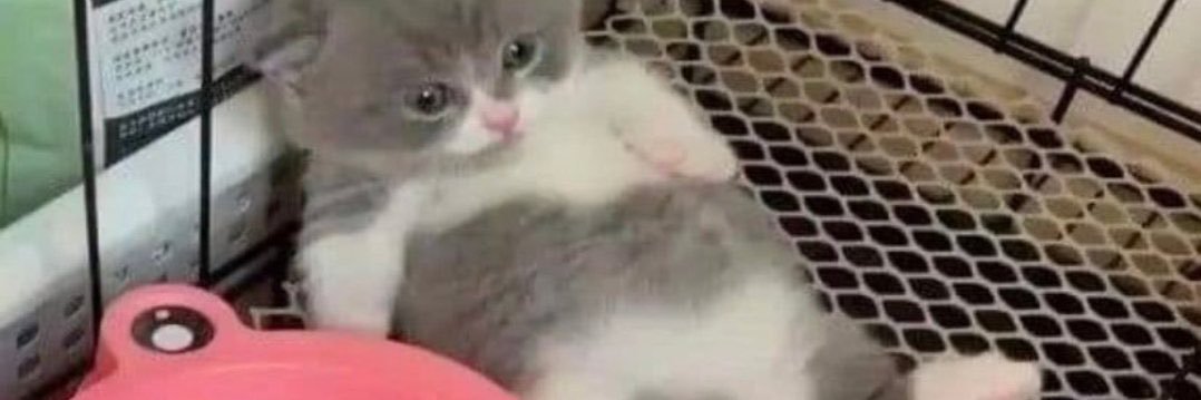 ૮₍ ˃ ᵕ ˂ ₎ა banner