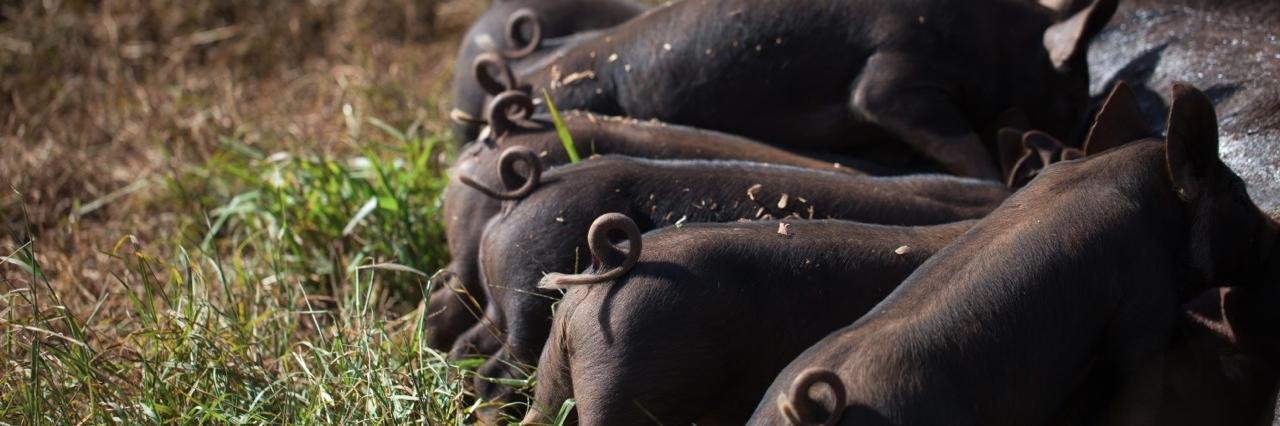 MalamaFarm's profile banner image