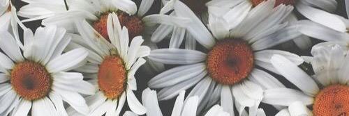 Ashley Beckner banner