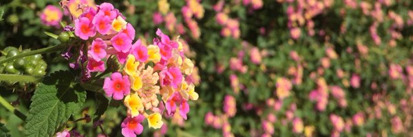 Scarfchild Profile Banner