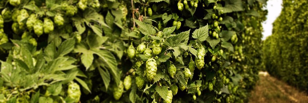 Varietal Beer Co. banner