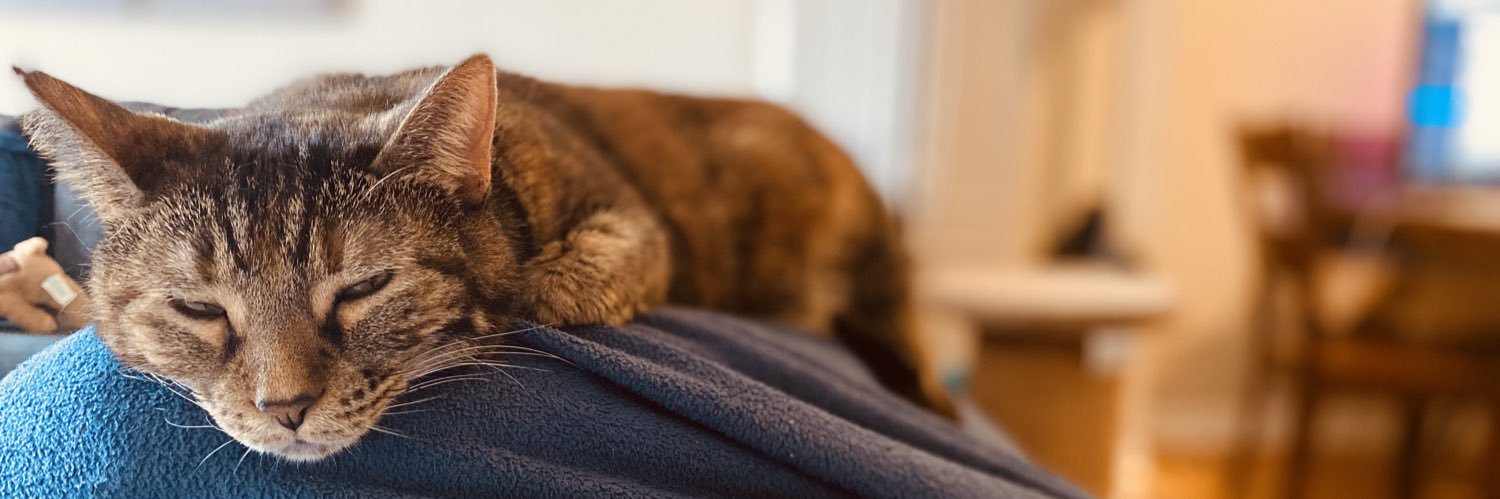 DING_TayBell's profile banner image