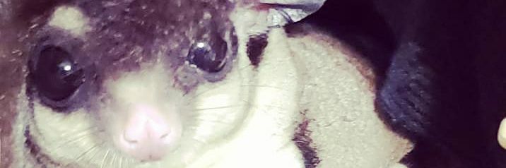 PercSyota's profile banner image