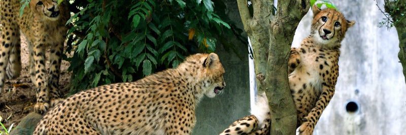 わたくし banner