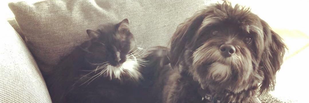 Meeko33's profile banner image