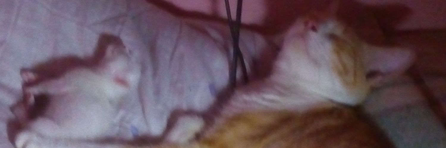 Piolosopo's profile banner image