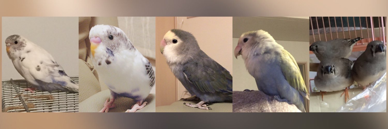 ShocoCherry's profile banner image