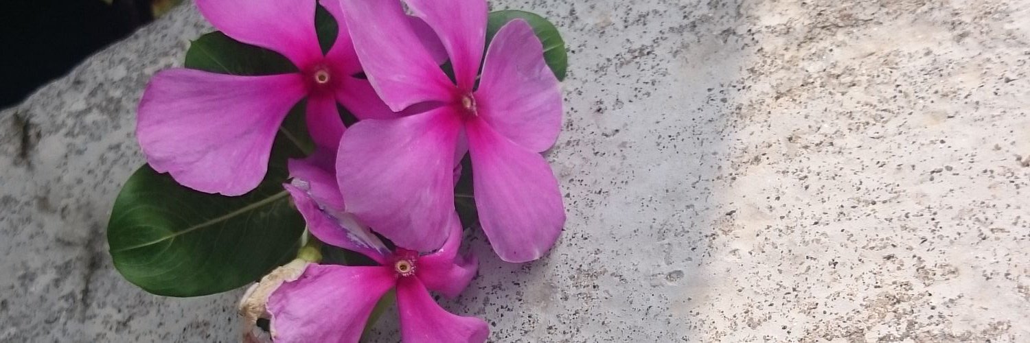 shazain316's profile banner image