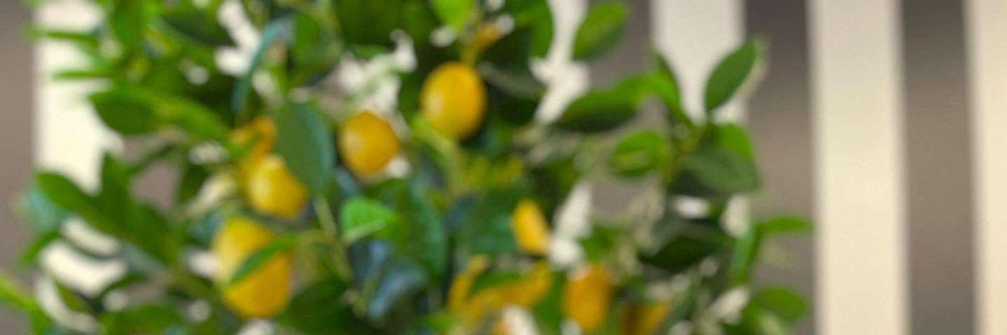 Aphasara_S's profile banner image