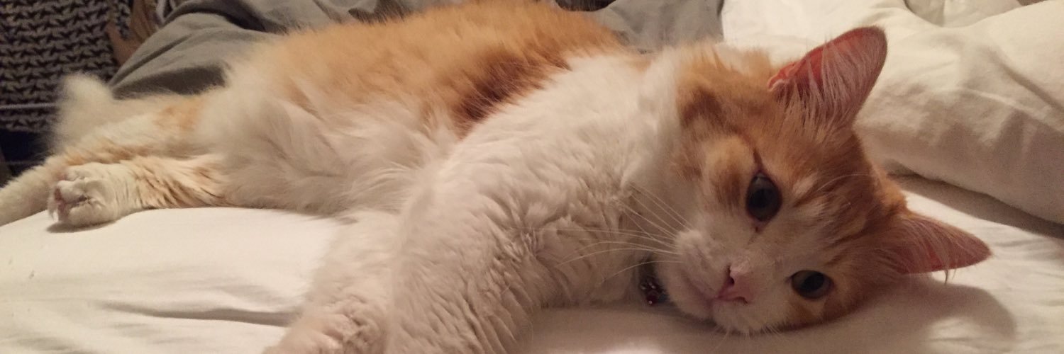 Busterorangecat's profile banner image