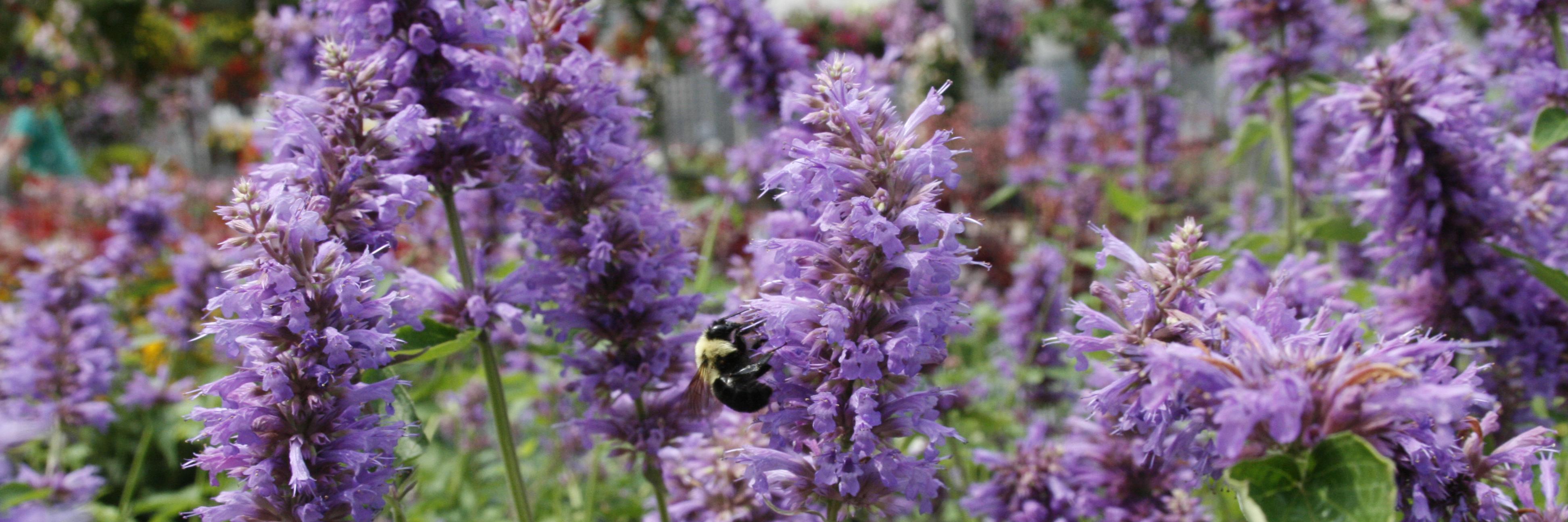buzzingwithbee's profile banner image