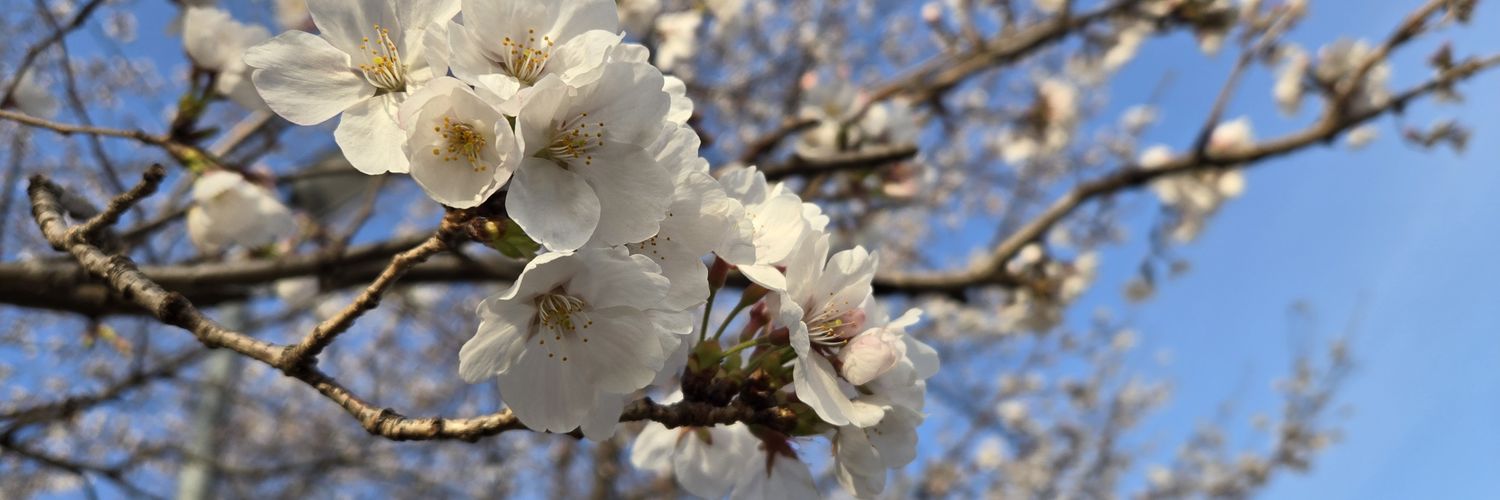 ことの banner