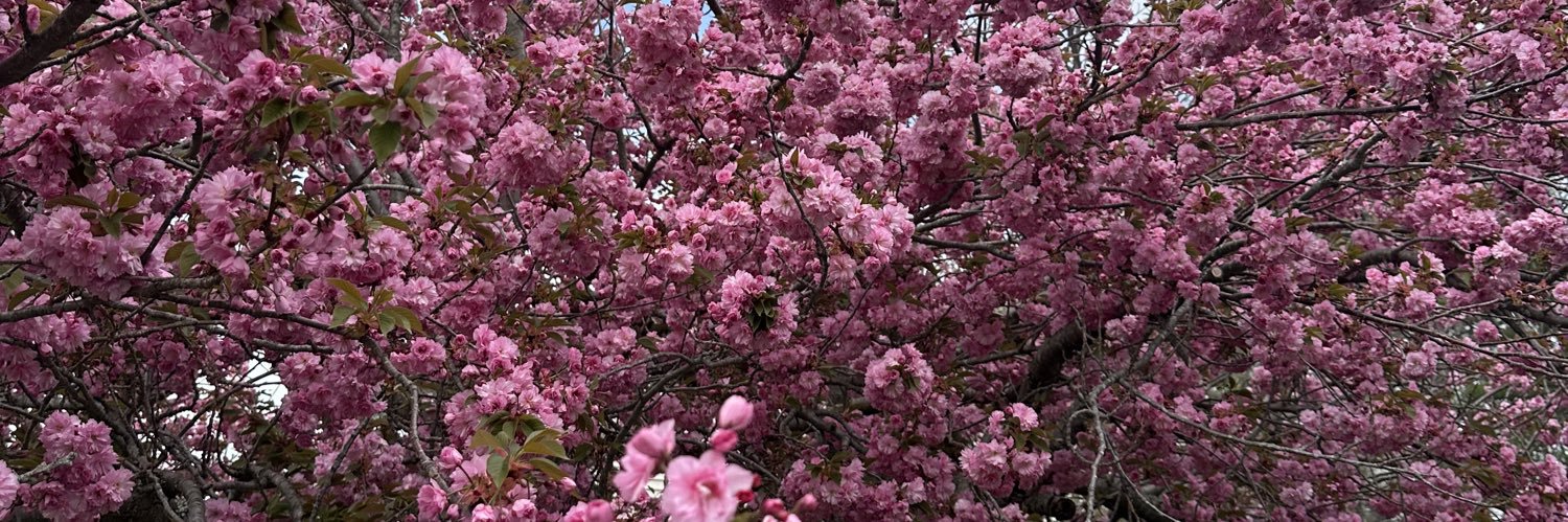 shayna_spring's profile banner image