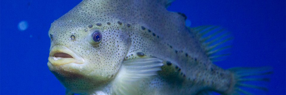 Responsible Seafood Advocate banner