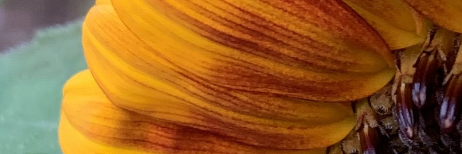 pongo1019's profile banner image