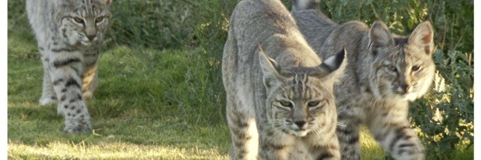 AZ Tucson Bobcat's banner