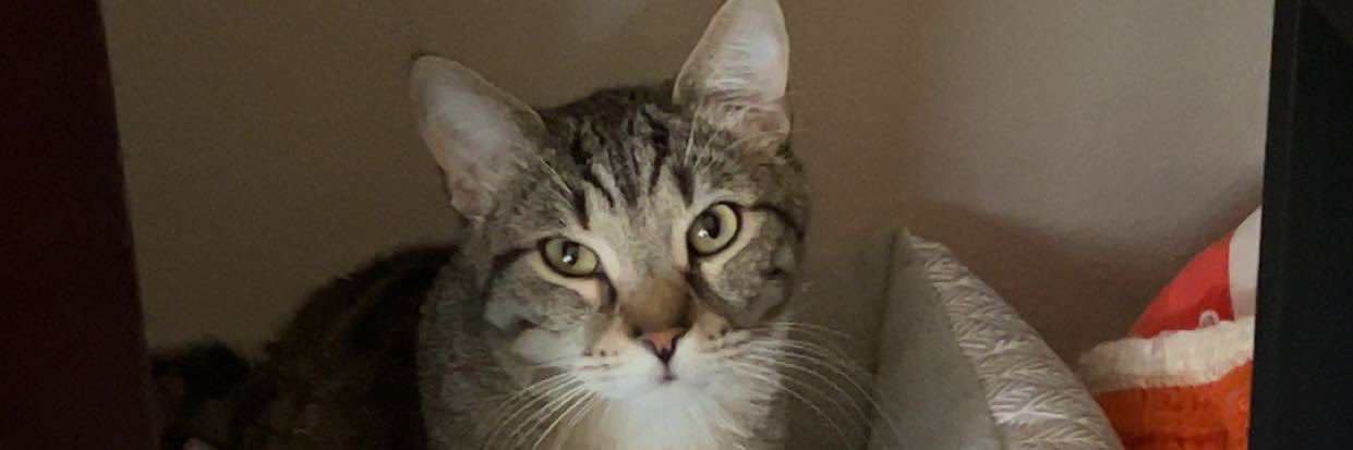 EmilyStrenski's profile banner image