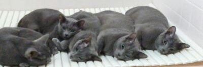 🥒ゆか☆彡🍛 banner