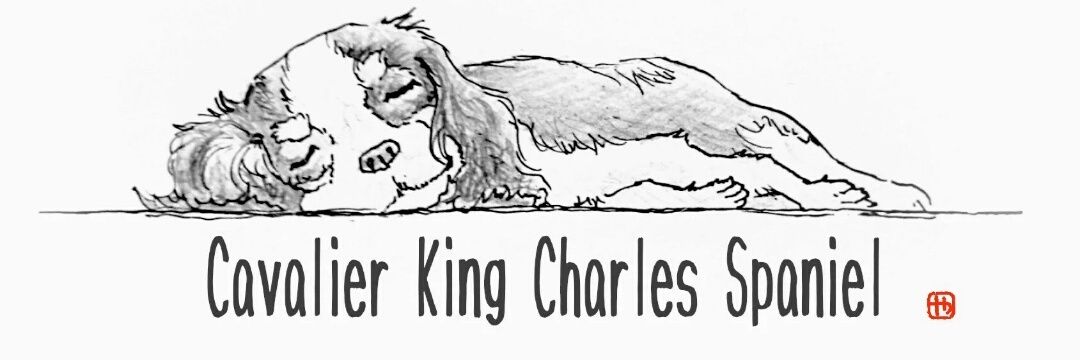 lapin1919lapin's profile banner image