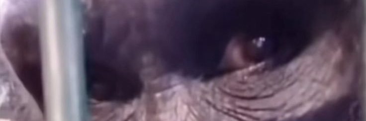 jacob banner