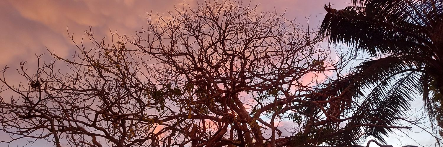 roseboong's profile banner image
