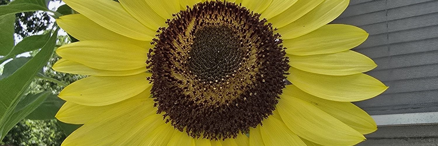 FierceLyndsey's profile banner image