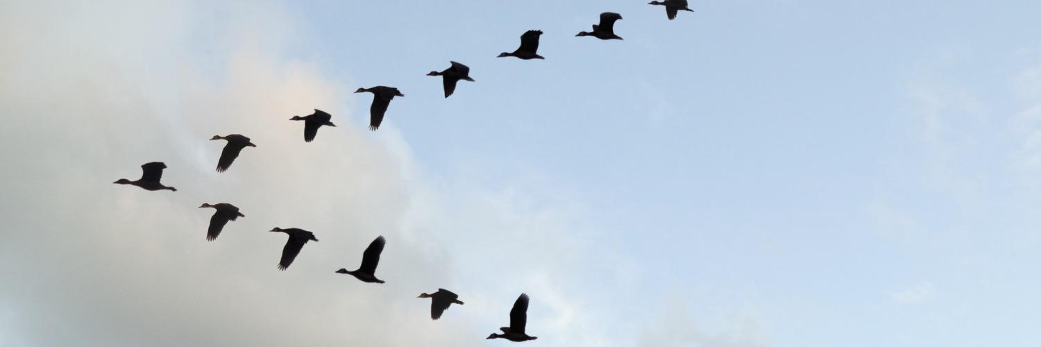 youasbird's profile banner image