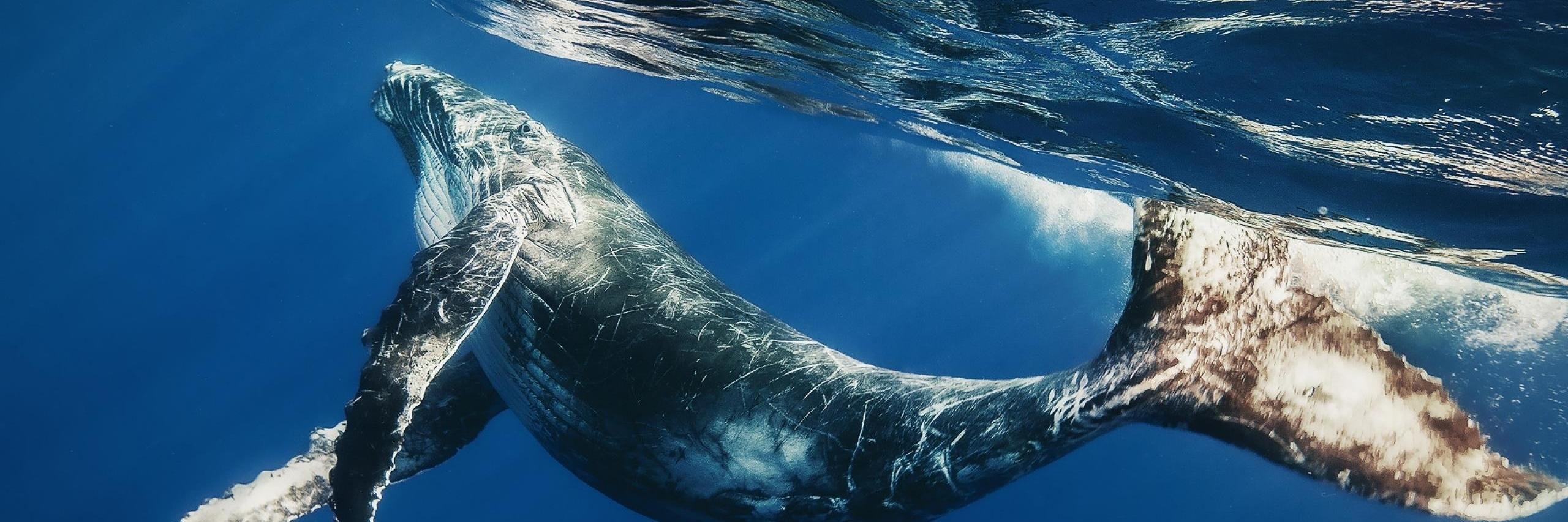 Wordpress Whale banner