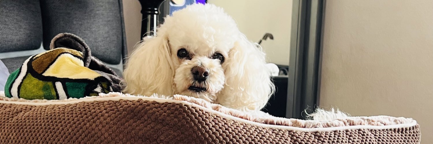 MoncadaLily's profile banner image