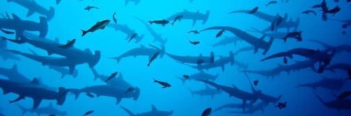 Coach Matt Tyler banner