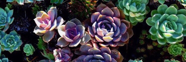 mylotus's profile banner image