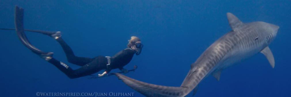 rileysharks's profile banner image