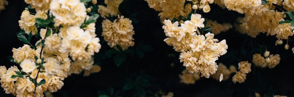 haaanna47's profile banner image