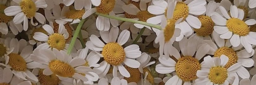 mas_hafeza's profile banner image