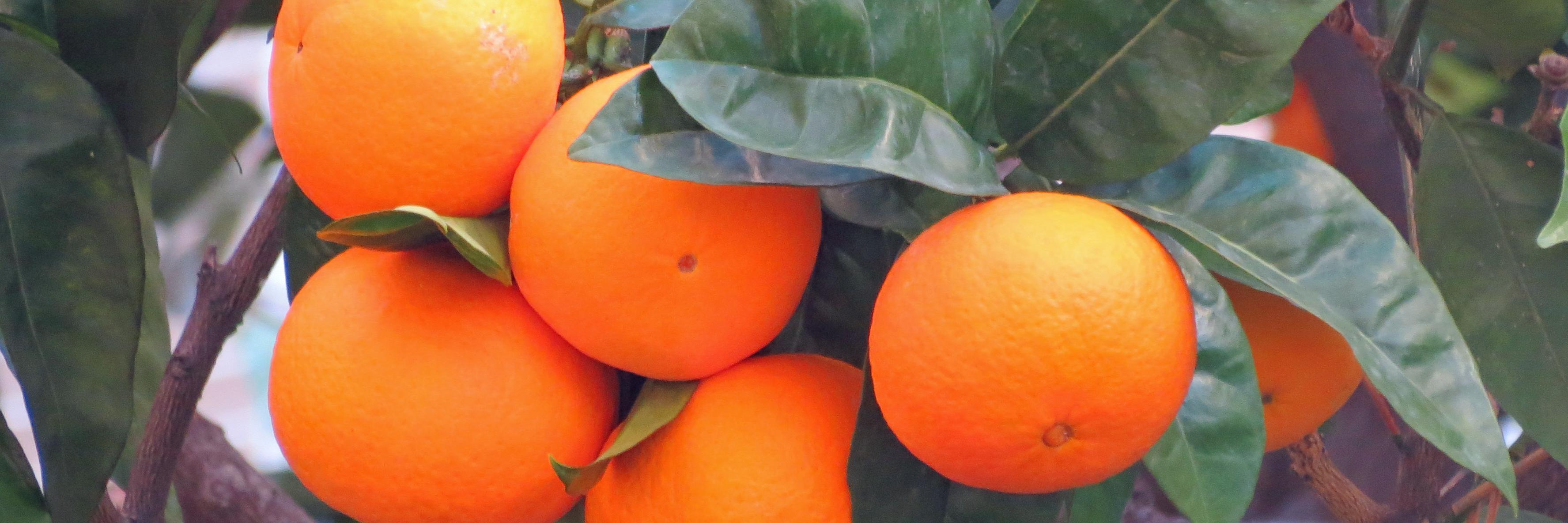 Flavours of Britain banner