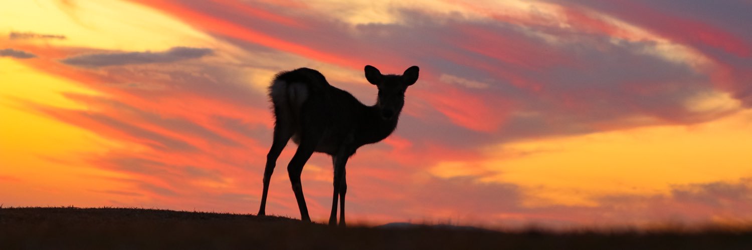 somuorange's profile banner image