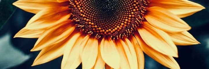 MzCKennedy's profile banner image